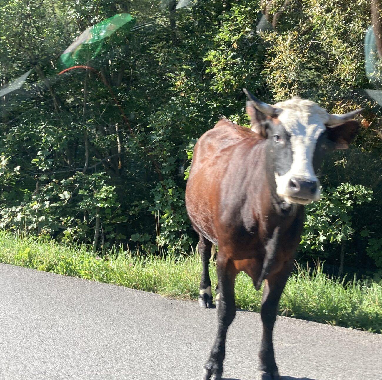 Een koe in de weide bij Saint Sorlin