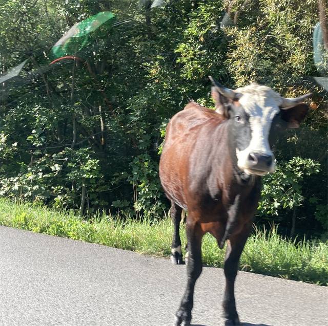 A cow in a meadow near Saint Sorlin
